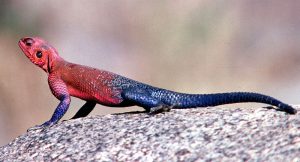 Spiderman Agama For Sale