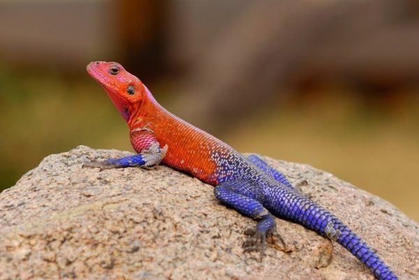Spiderman Agama For Sale