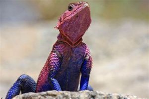Spiderman Agama For Sale
