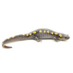 Spotted Salamander For Sale