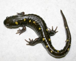 Spotted Salamander For Sale