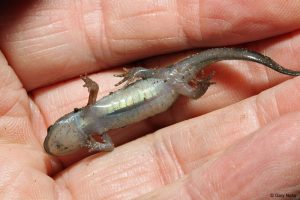 Spotted Salamander For Sale