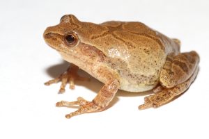 Spring Peeper - Image 3