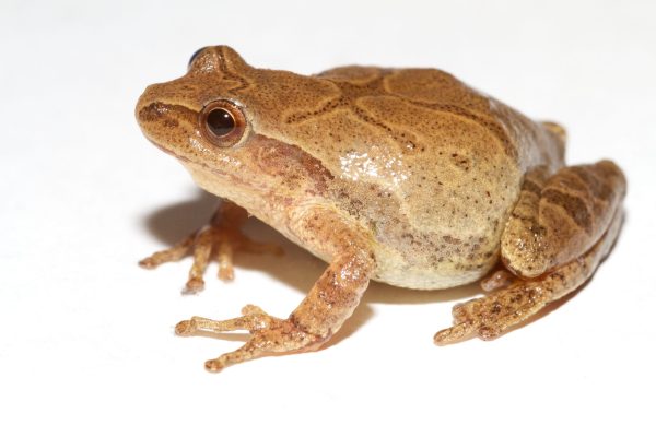 Spring Peeper - Image 3