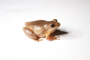 Spring Peeper For Sale
