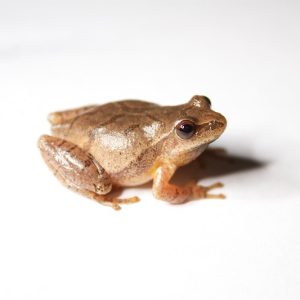 Spring Peeper For Sale