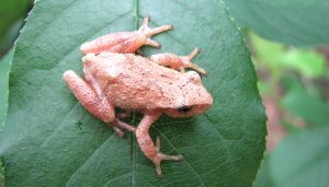Spring Peeper For Sale