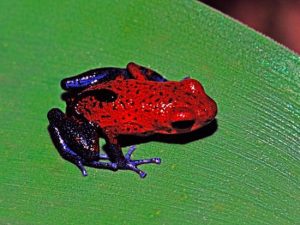 Strawberry Poison Dart Frog For Sale
