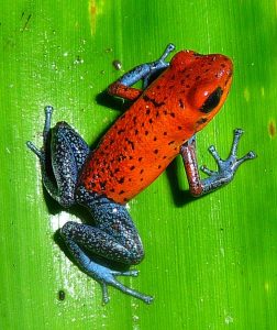 Strawberry Poison Dart Frog For Sale