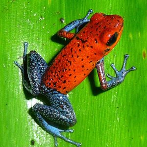 Strawberry Poison Dart Frog For Sale