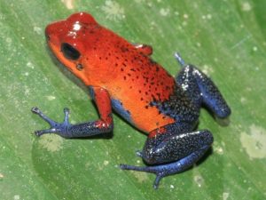 Strawberry Poison Dart Frog For Sale