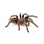 Striped Knee Tarantula For Sale