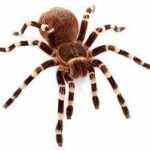 Striped Knee Tarantula For Sale