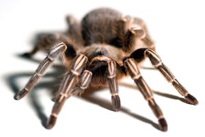 Striped Knee Tarantula For Sale