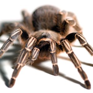 Striped Knee Tarantula For Sale
