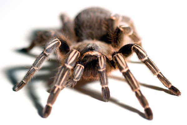 Striped Knee Tarantula For Sale