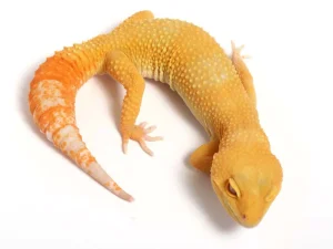 Sunglow Leopard Gecko for Sale