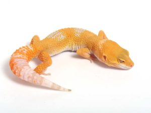 Sunglow Leopard Gecko for Sale