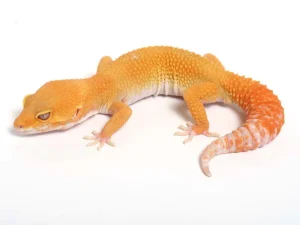 Sunglow Leopard Gecko for Sale