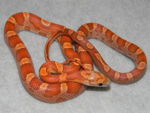Sunkissed Corn Snake For Sale
