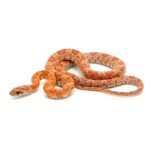 Sunkissed Corn Snake For Sale