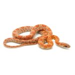 Sunkissed Corn Snake For Sale