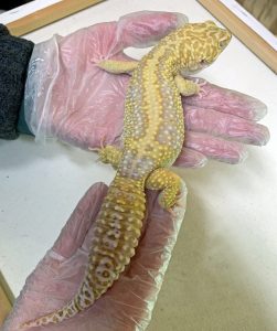 Super Giant Leopard Gecko For Sale