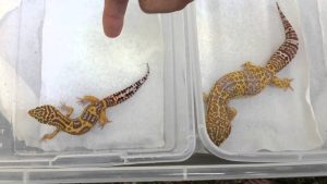Super Giant Leopard Gecko For Sale