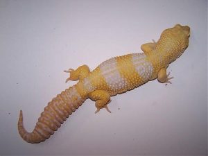 Super Giant Leopard Gecko For Sale