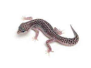 Super Snow Leopard Gecko for Sale