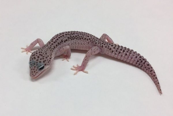 Super Snow Leopard Gecko for Sale