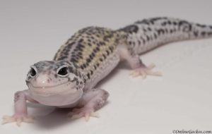 Super Snow Leopard Gecko for Sale