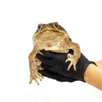 Surinam Toad For Sale