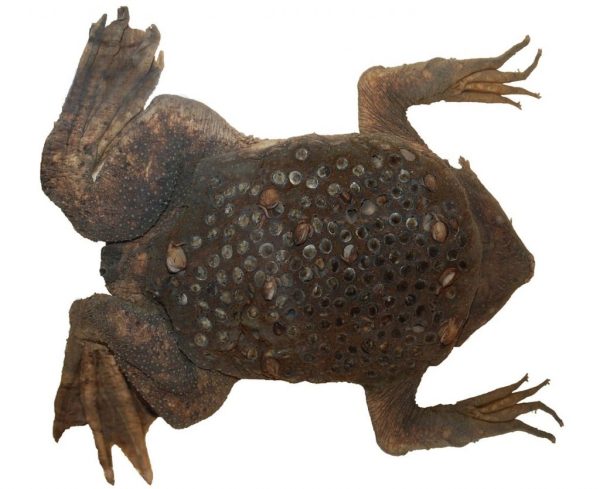 Surinam Toad For Sale
