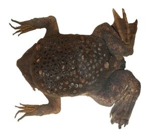 Surinam Toad For Sale