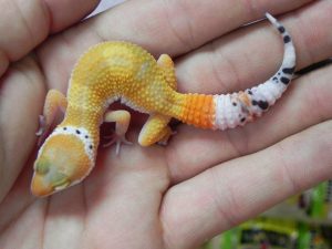Tangerine Leopard Gecko - Image 3