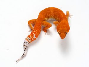 Tangerine Leopard Gecko For Sale