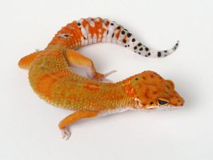 Tangerine Leopard Gecko For Sale