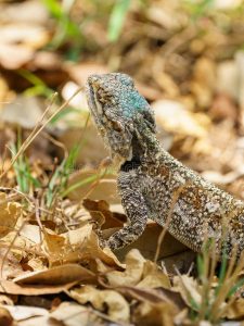 Tanzanian Spiny Agama For Sale