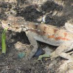 Tanzanian Spiny Agama - Image 2