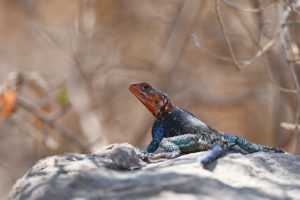 Tanzanian Spiny Agama For Sale