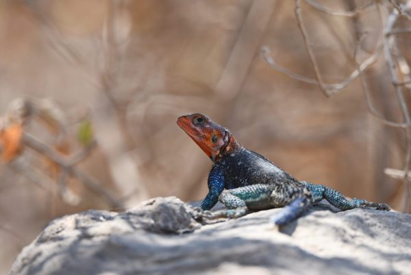 Tanzanian Spiny Agama For Sale