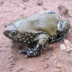 Termite Frog - Image 3