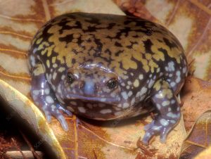 Termite Frog For Sale
