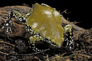 Termite Frog - Image 2