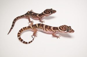 Texas Banded Gecko For Sale