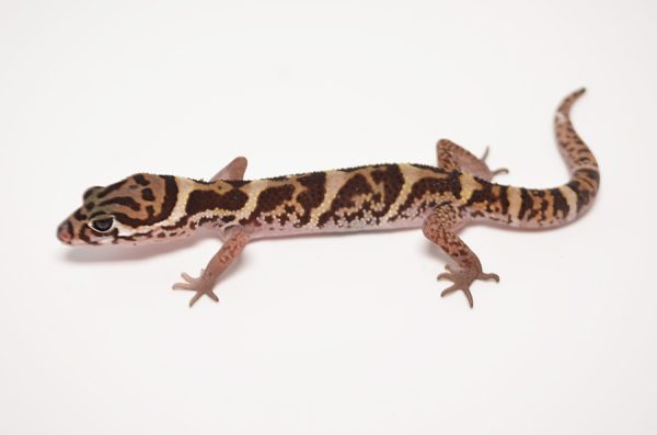 Texas Banded Gecko For Sale