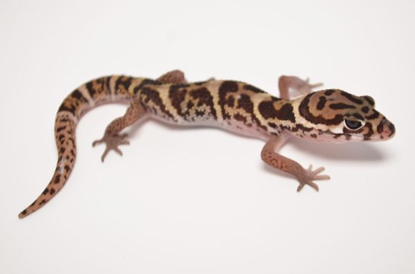 Texas Banded Gecko For Sale