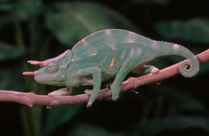 Three Horned Chameleon for Sale