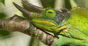 Three Horned Chameleon for Sale